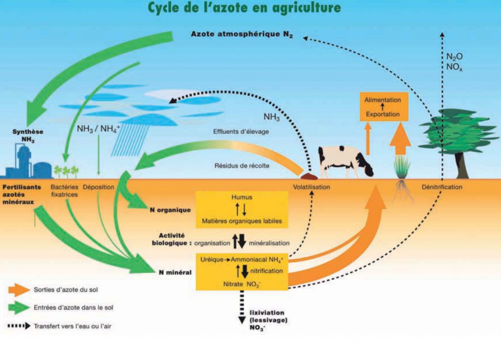 cycle de l'azote