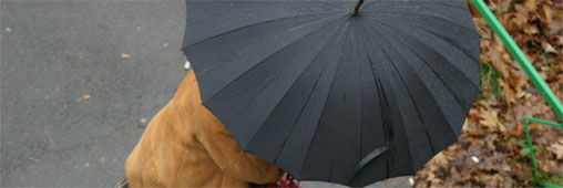 Parapluies. Un pépin pour l'environnement