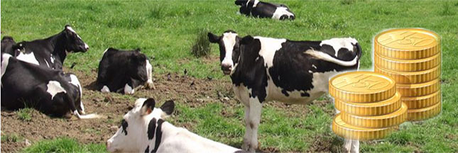 J'investis dans un troupeau de vaches