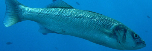 Le bar, un poisson mal barré ?