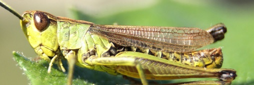 consommation insectes