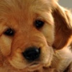 Posséder un animal de compagnie est bon pour la santé !...