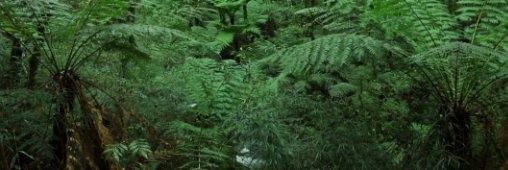 plantation d'arbres monde