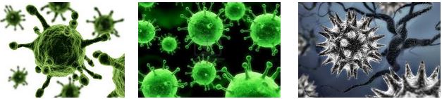 virus
