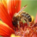 abeille-et propolis