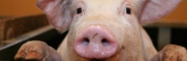 Jambon blanc artisanal : secret de fabrication