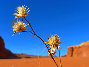 fleur-desert-eau-nature-chaleur-aride-01
