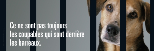 Animaux : adoptez-les plutôt que les abandonner !