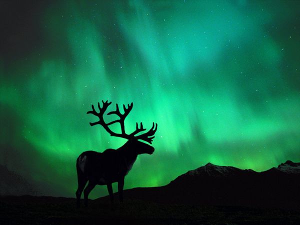 caribou-northern-lights_104_600x450.jpg