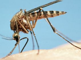 moustique anti-moustique