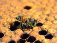 aider les abeilles