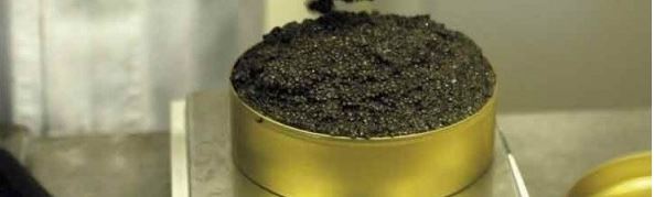 caviar d'esturgeoon