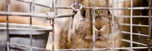 Souffrance animale : le lapin français se rebiffe