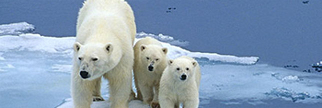 'ours polaire ?