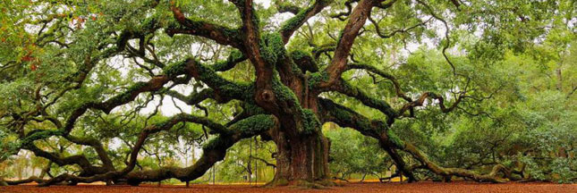 angel-oak-ban.jpg