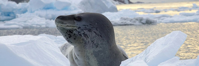 antarctique-fonte-glace-ban.jpg