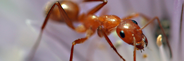 pourquoi j'ai des fourmis dans la maison