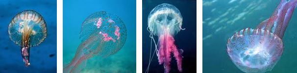 meduses-pelagia