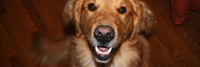 Faire garder ses animaux domestiques durant les vacances (4)