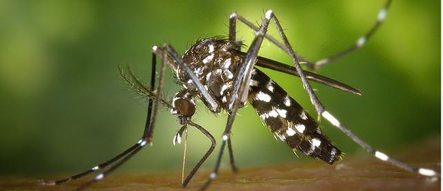 comment soulager piqures de moustiques