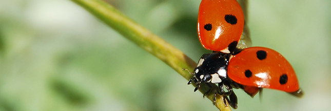 coccinelle-insecte-jardin-lutte-biologique-ban.jpg