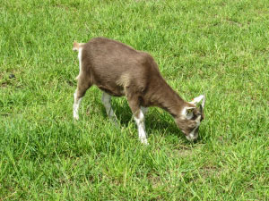 quels animaux herbivores