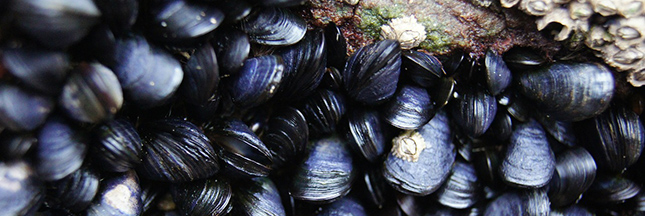 moules-mer-microplastiques-plastique-ban.jpg