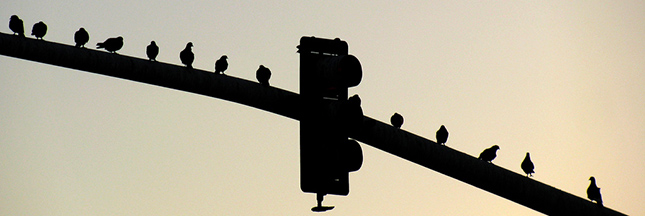Oiseaux : ils respectent aussi les limites de vitesse
