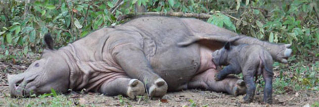 Les derniers rhinocéros du Mozambique ont été tués