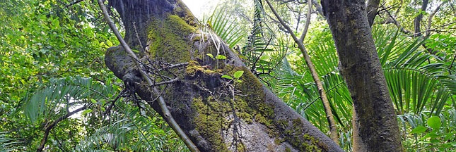 L'Amazonie, le coffre-fort de la biodiversité en danger ?