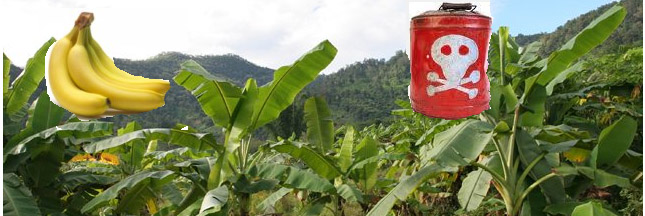 L'Etat laisse-t-il volontairement la Martinique s'empoisonner au chlordécone ?