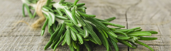 romarin plante pour maux de tete