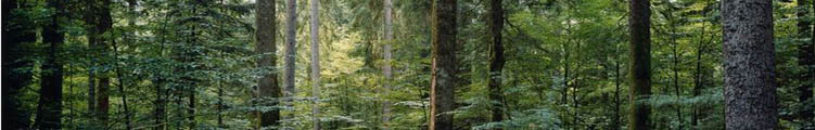 Croissance de la forêt en Europe 