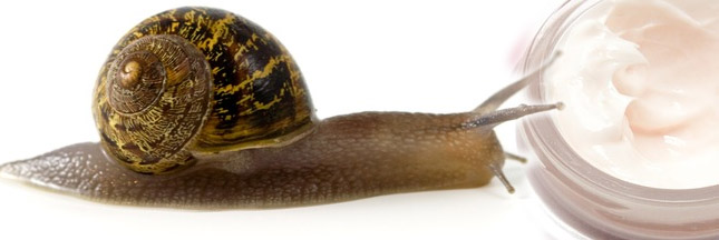 La bave d'escargot a de multiples vertus pour la cosmétique !