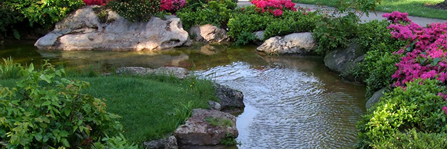 bassin de jardin écologique