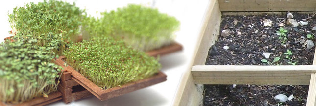 Micro-jardin : la tendance de demain ?