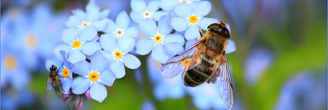 Abeilles : le géant des pesticides Bayer porte plainte contre l'Europe