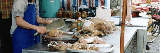 Yulin : quand arrêtera-t-on ce festival dédié à la viande canine ?