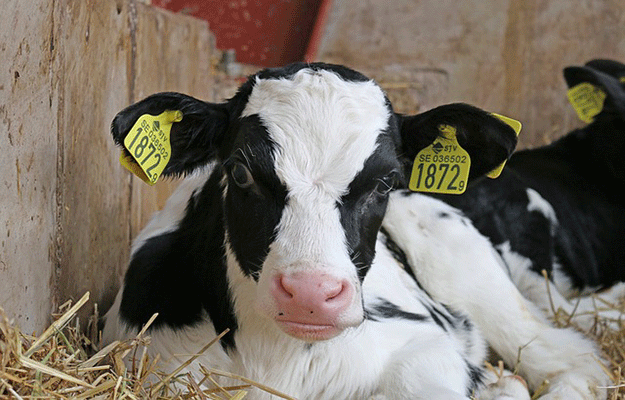 veau-vaches-lait-%C3%A9levages.gif