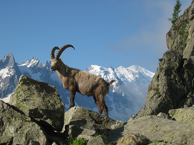 bouquetin-alpes