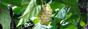 13 plantes qui renforcent le système immunitaire