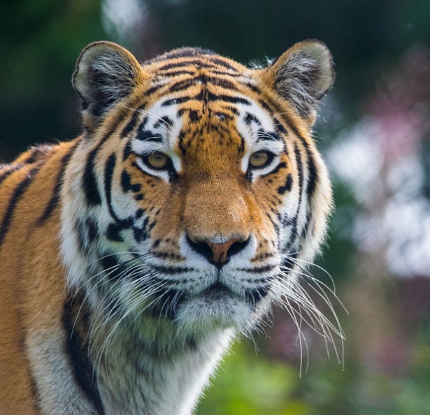 espèces menacées 2016: tigre de Siberie