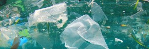 Une larve mangeuse de plastique pour dépolluer l'océan