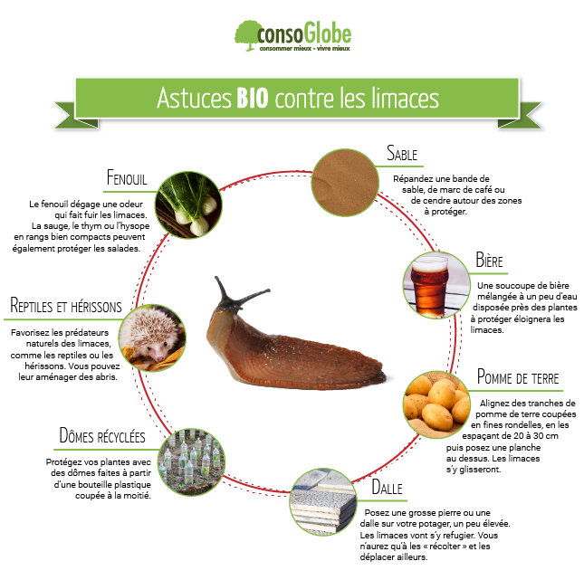 ☑ quel insectes peut on utiliser pour lutter contre les limaces