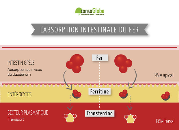 absorption-fer