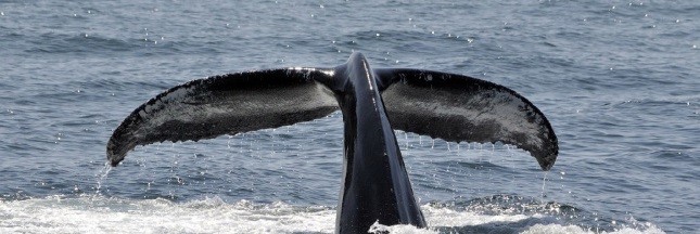 La CBI refuse la création d'un sanctuaire baleinier