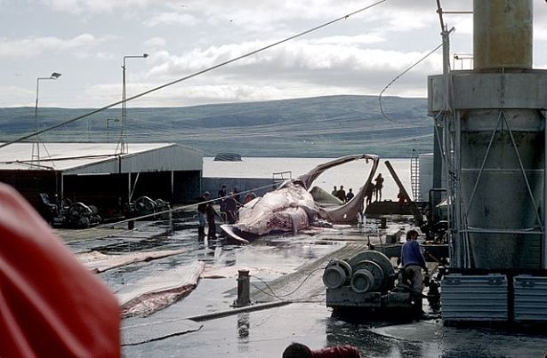chasse à la baleine, sanctuaire baleinier, CBI