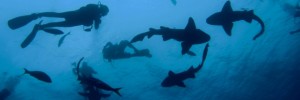 Belize : découverte d'une nouvelle espèce de requin