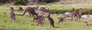 L'Australie va-t-elle abattre 1 million de kangourous ?