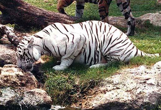 Journée mondiale de la vie sauvage tigre en danger